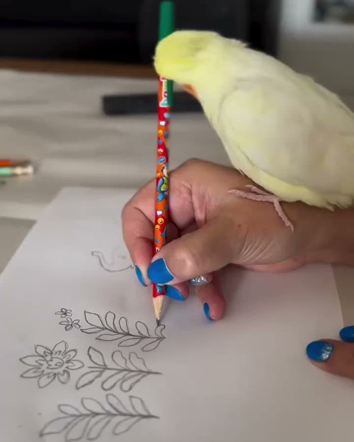 A hand sketching sprigs and flowers in pencil, a yellow cockatiel perched on the hand